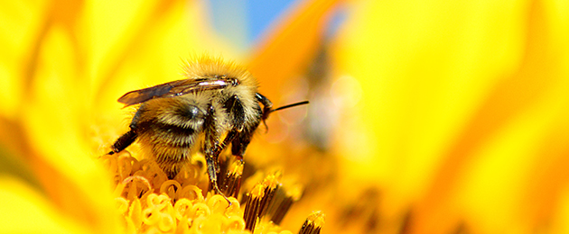 So können Sie Insekten helfen : Umweltschutz von Zuhause aus