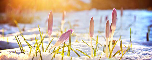 Winterblüher setzen Farbakzente bei Eis und Schnee : Farbtupfer im Winter Winterblüher setzen Farbakzente bei Eis und Schnee : Farbtupfer im Winter