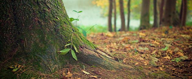 Der Wald - Lebenselixier für Mensch und Tier : 21. März: Tag des Waldes