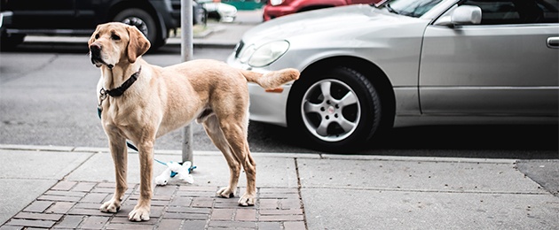 Tierische Helfer im Alltag : Wie Tiere Menschen helfen