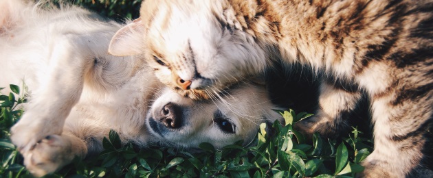 So bleibt Ihr tierischer Freund gesund : Tipps zur Haltung und Pflege von Haustieren