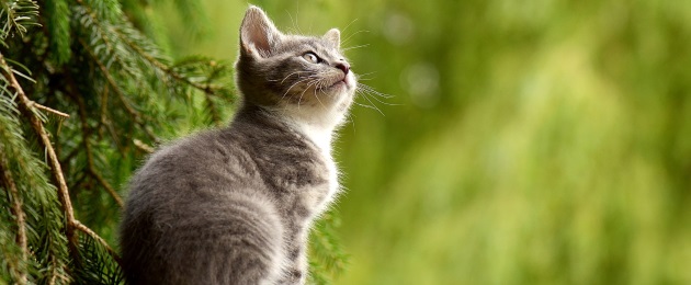 Stubentiger oder Freigänger? : Tipps für die Katzenhaltung