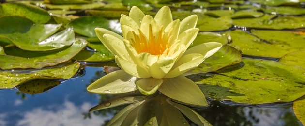 So legen Sie einfach einen Gartenteich an : Es geht nach draußen